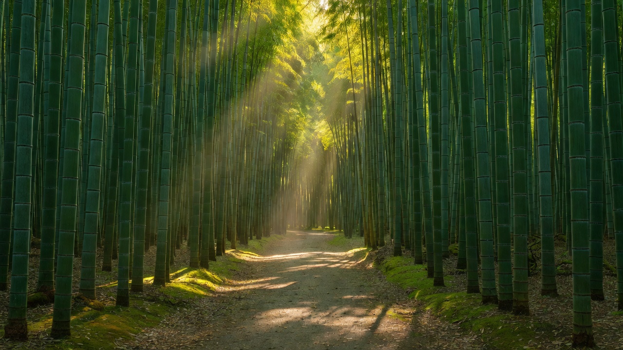 嵐山竹林の小径
